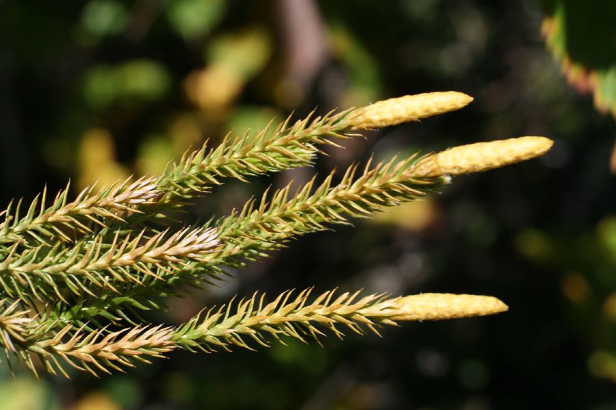 Lycopodiaceae Spinulum canadense