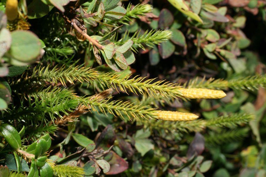 Lycopodiaceae Spinulum canadense