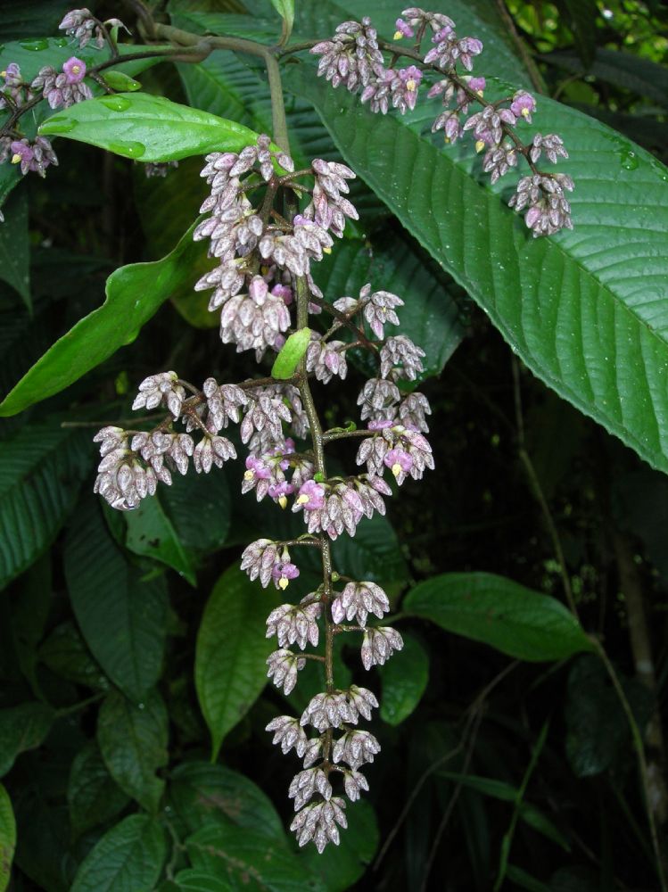 Primulaceae Ardisia nigropunctata