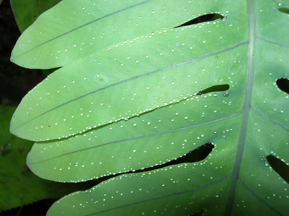 Polypodiaceae Phlebodium pseudoaureum