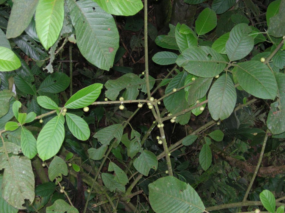 Monimiaceae Siparuna pauciflora