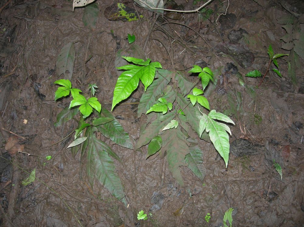 Tectariaceae Tectaria moranii