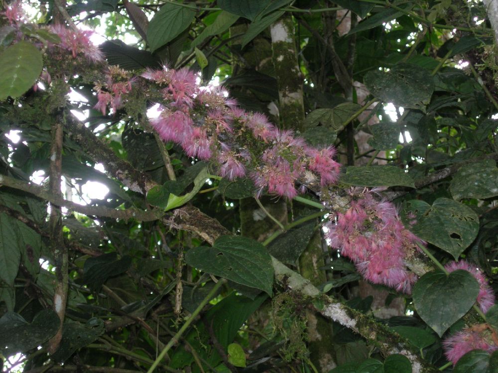 Fabaceae Zygia gigantifoliola