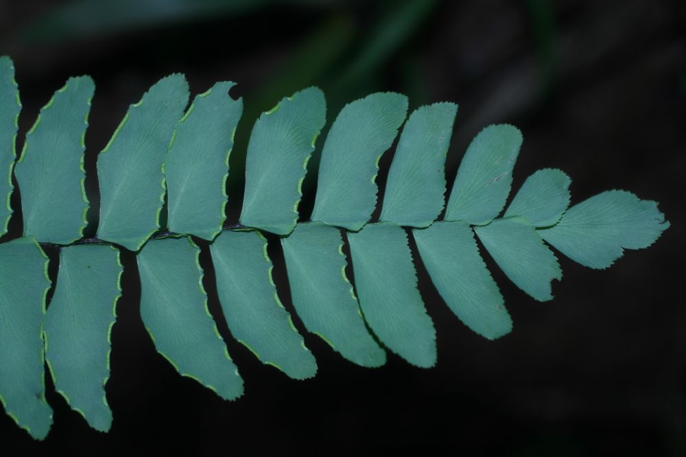 Pteridaceae Adiantum petiolatum