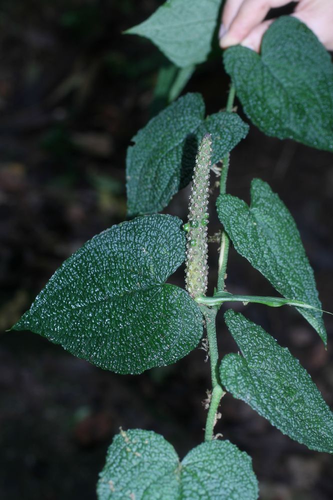 Araceae Anthurium cledemiodes