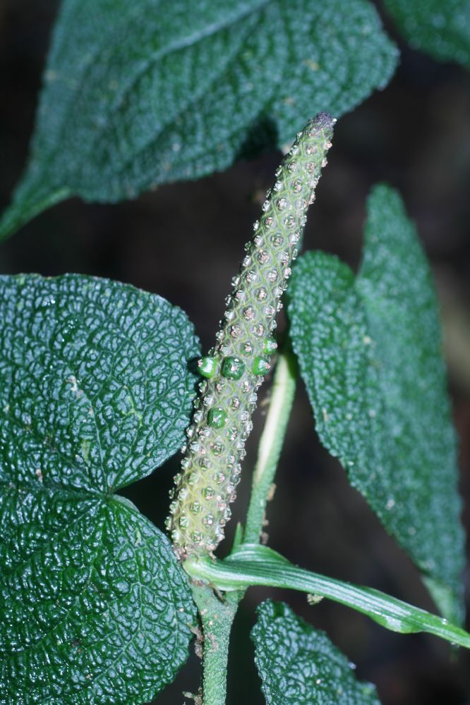 Araceae Anthurium cledemiodes