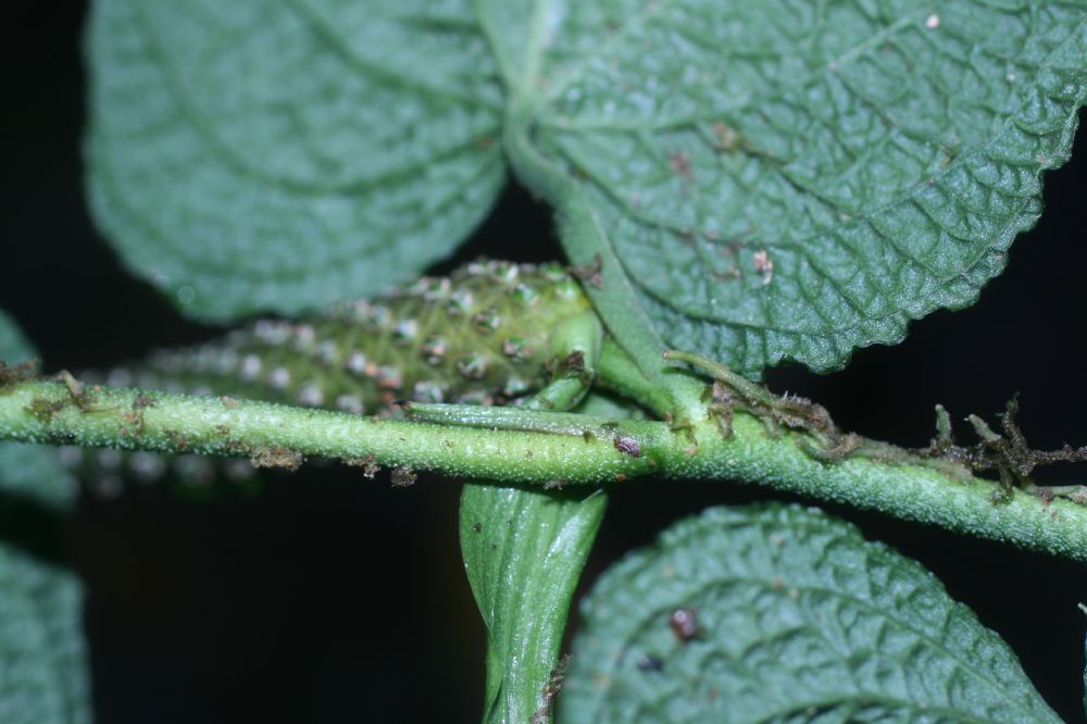 Araceae Anthurium cledemiodes