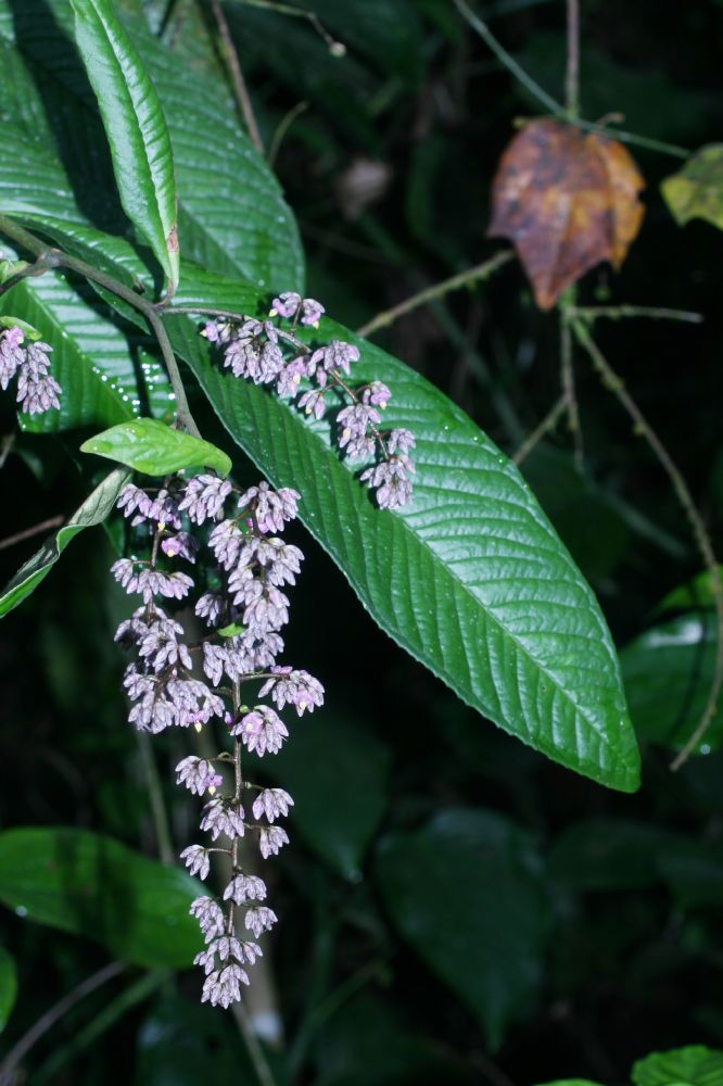 Primulaceae Ardisia nigropunctata