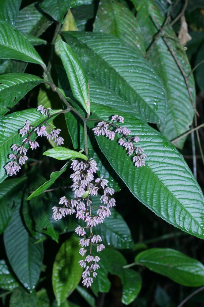 Primulaceae Ardisia nigropunctata