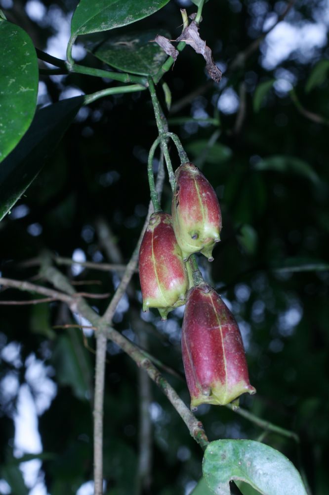 Clusiaceae Clusia gracilis