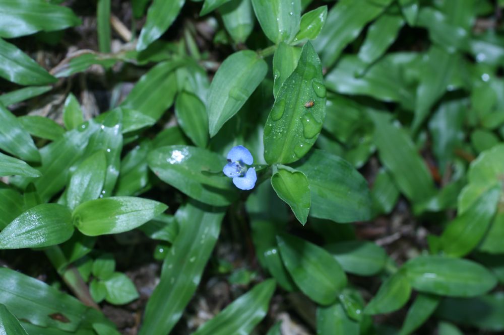Commelinaceae Commelina diffusa