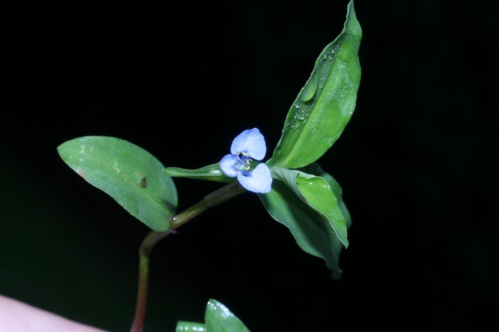 Commelinaceae Commelina diffusa