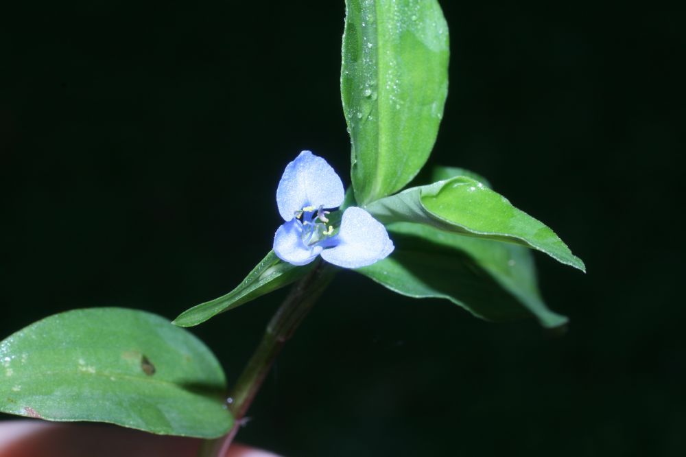 Commelinaceae Commelina diffusa