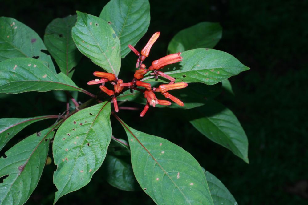 Rubiaceae Hamelia patens