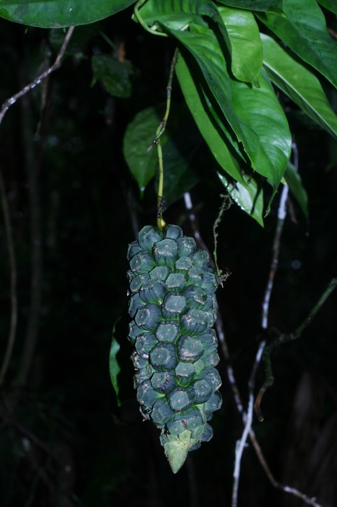 Araceae Heteropsis oblongifolia