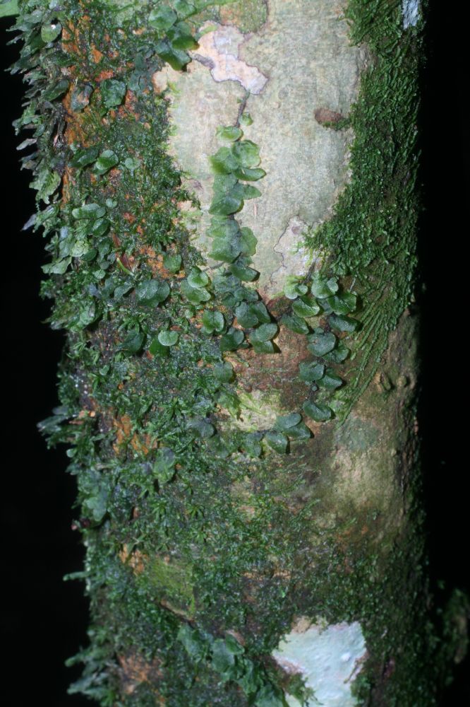 Hymenophyllaceae Didymoglossum angustifrons