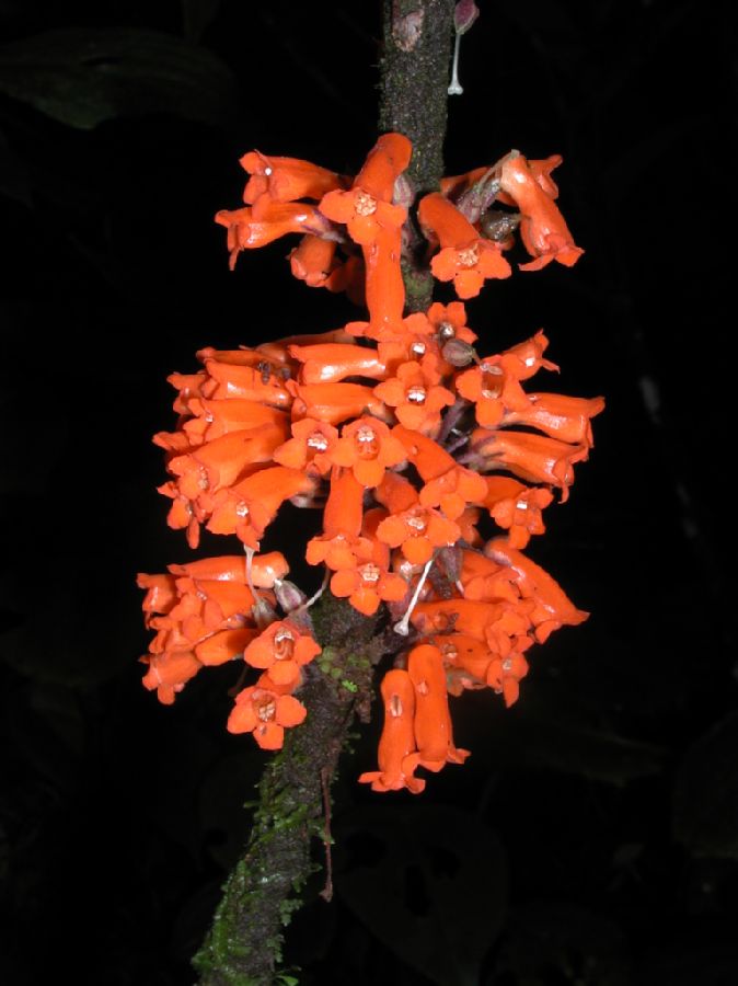 Gesneriaceae Besleria 