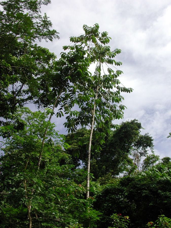 Moraceae Castilla elastica