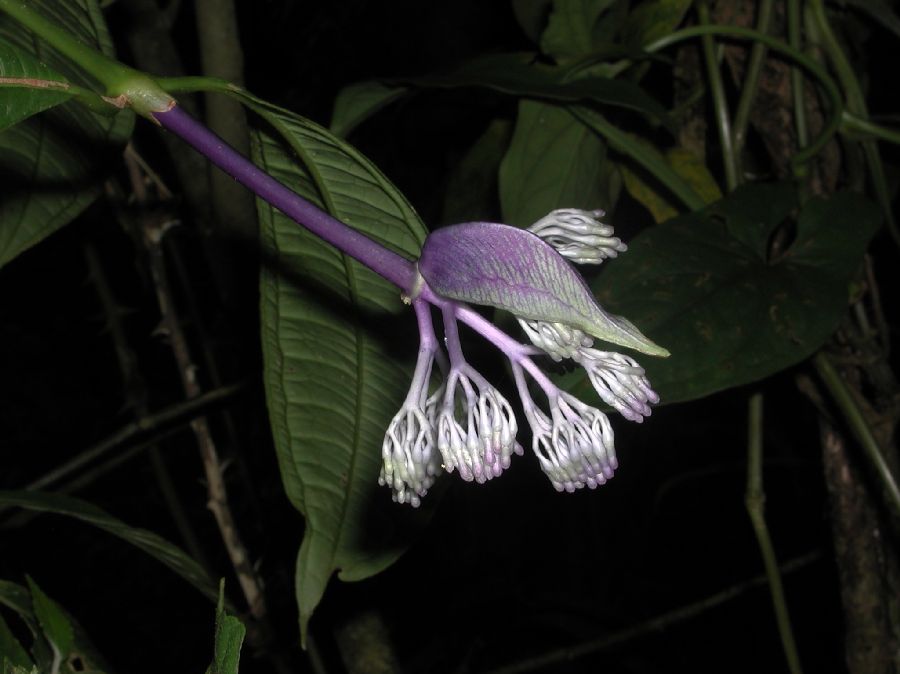 Rubiaceae Faramea 