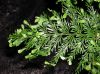 image of Asplenium daucifolium