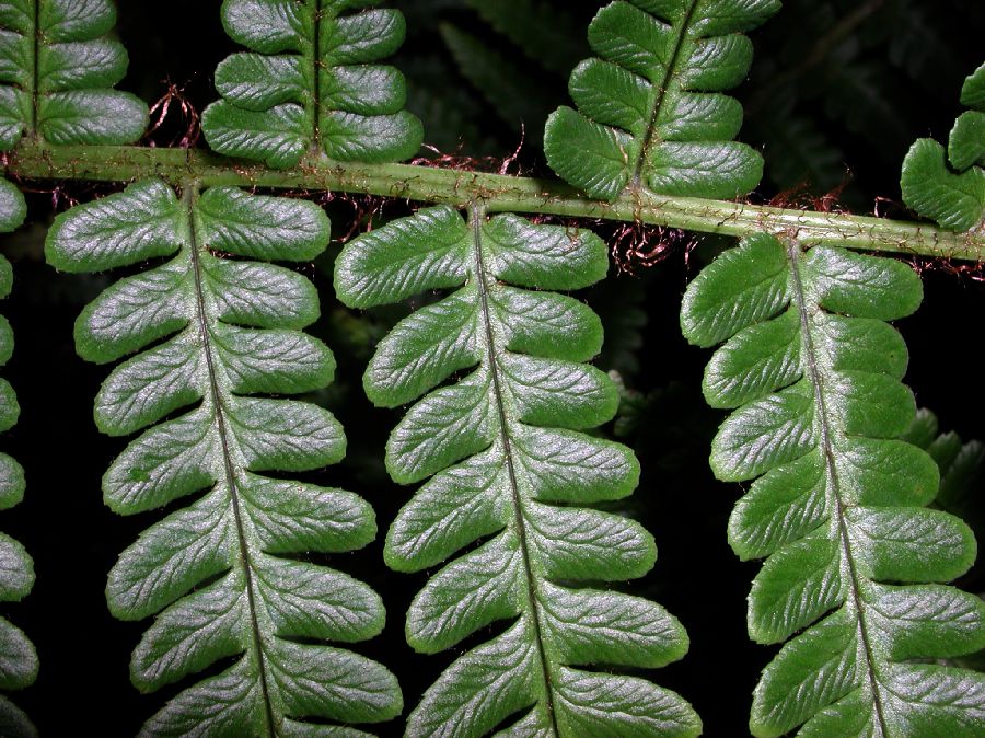 Dryopteridaceae Dryopteris affinis