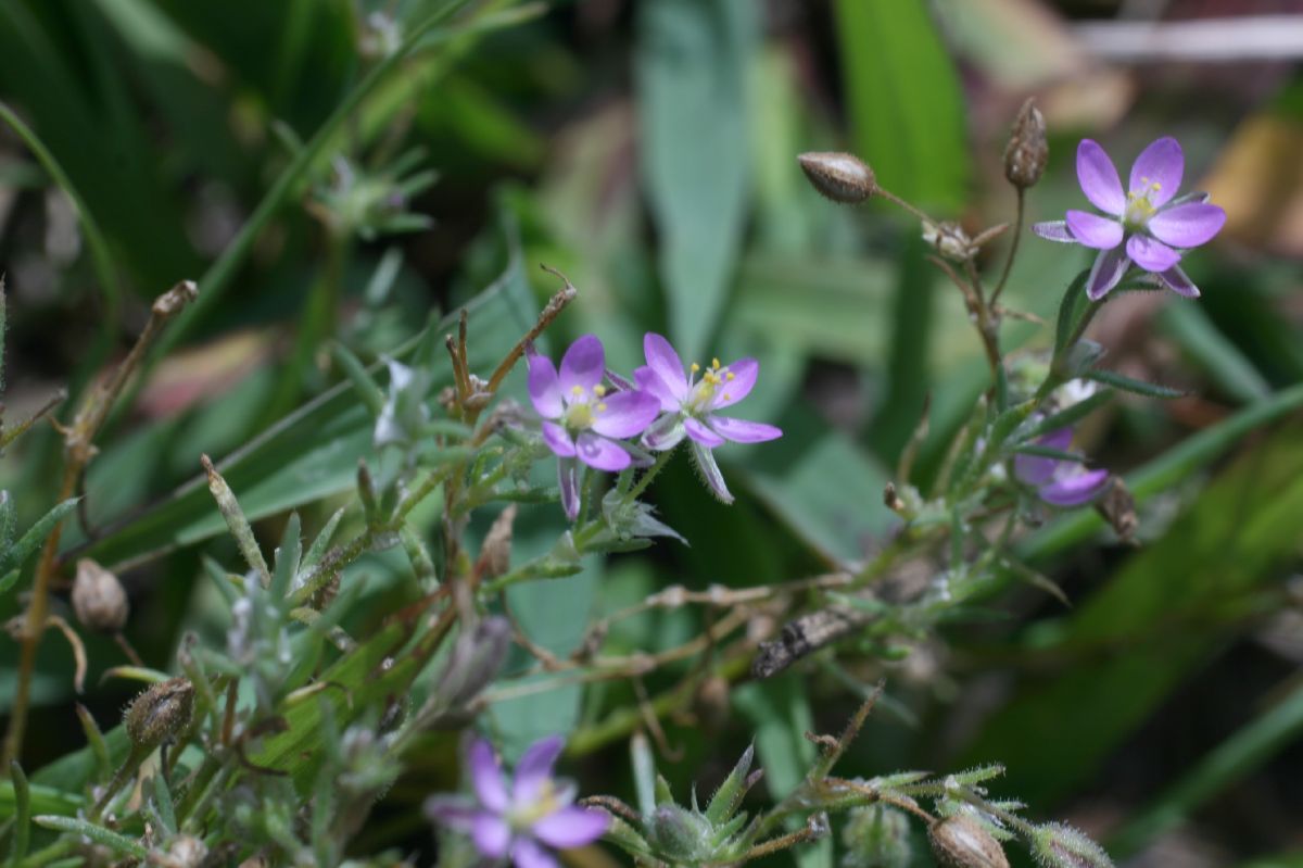 Caryophyllaceae Spergula rubra