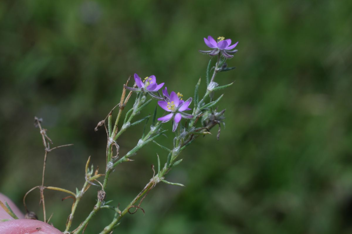 Caryophyllaceae Spergula rubra