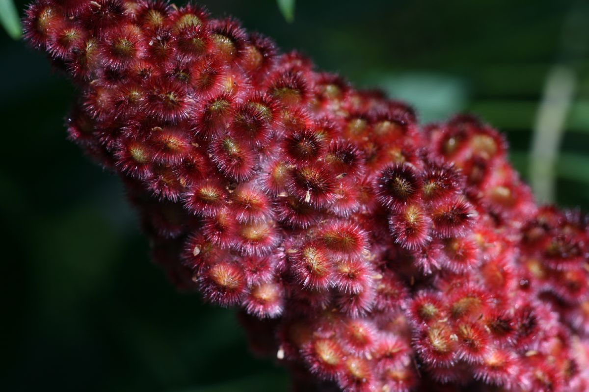 Anacardiaceae Rhus typhina