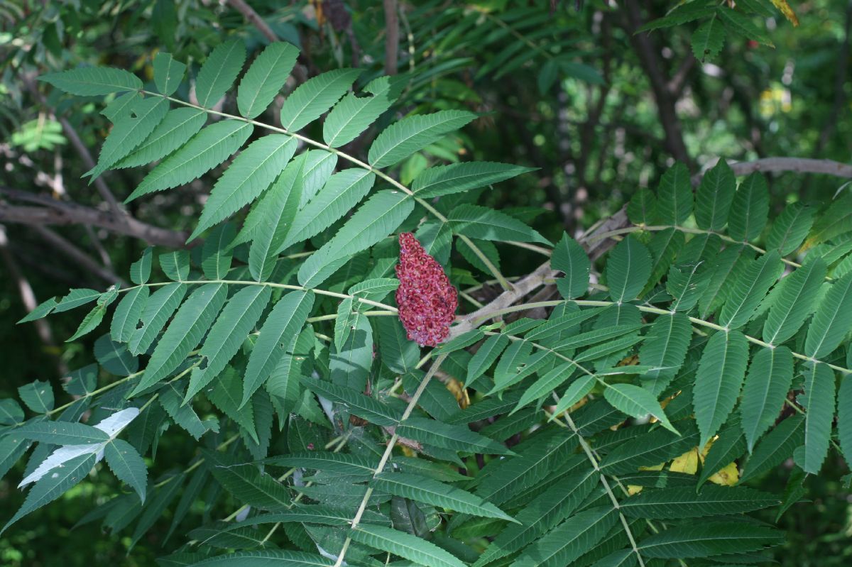 Anacardiaceae Rhus typhina