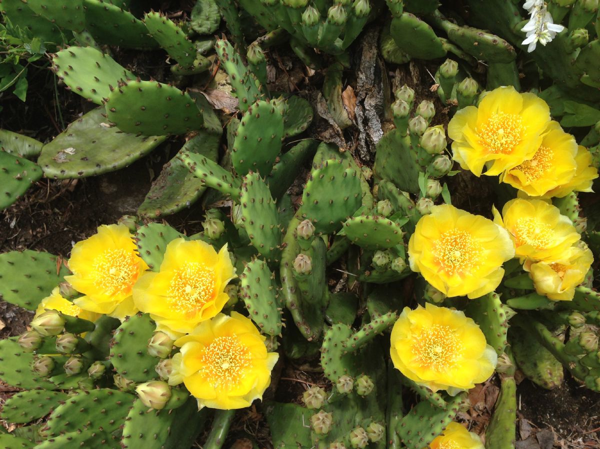 Cactaceae Opuntia humifusa