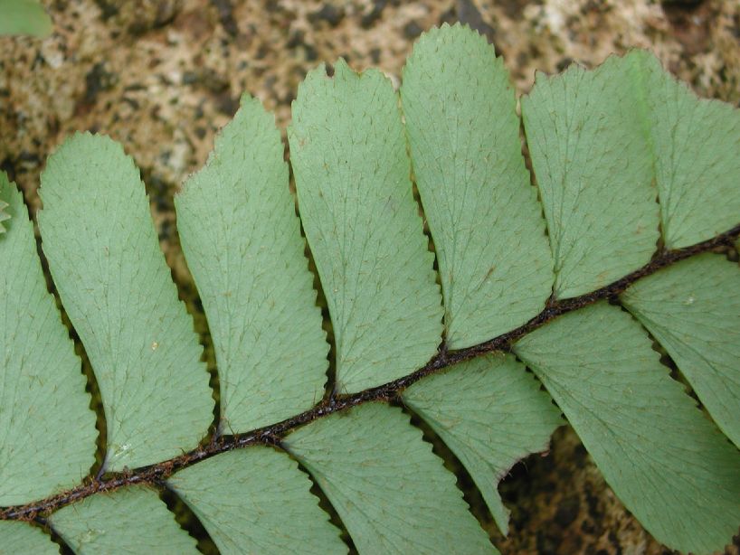 Pteridaceae Adiantum humile