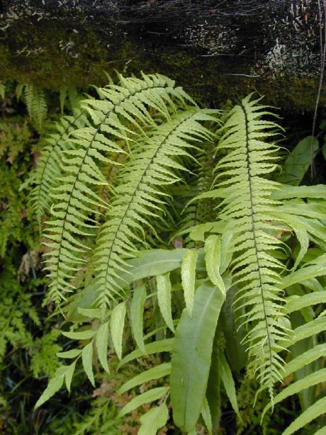 Aspleniaceae Asplenium cotobrusense