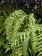 image of Asplenium cotobrusense