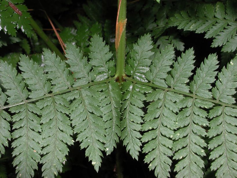 Dryopteridaceae Dryopteris intermedia