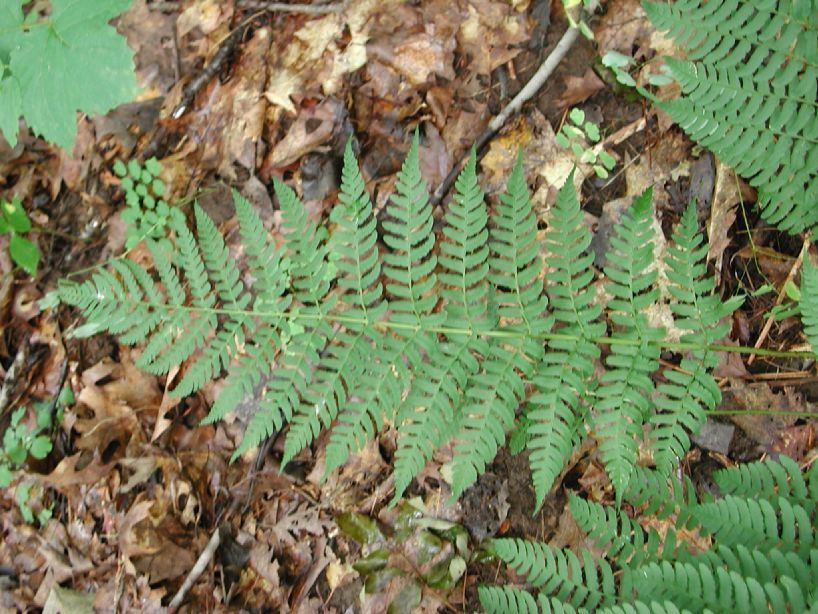 Dryopteridaceae Dryopteris marginalis