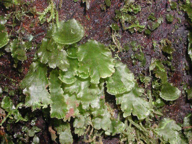 Hymenophyllaceae Didymoglossum membranaceum