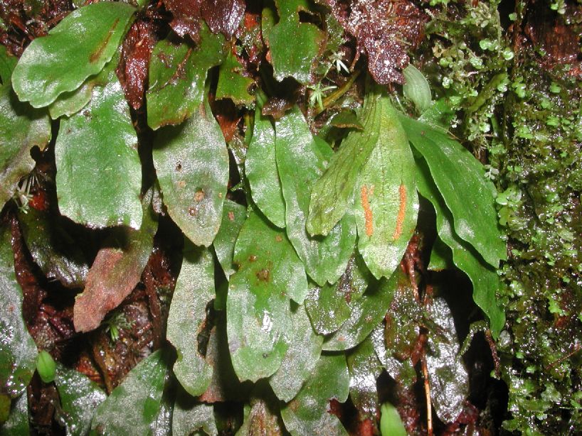 Pteridaceae Radiovittaria minima