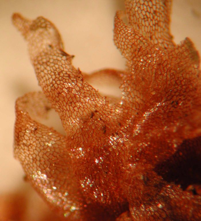 Polypodiaceae Campyloneurum aglaolepis