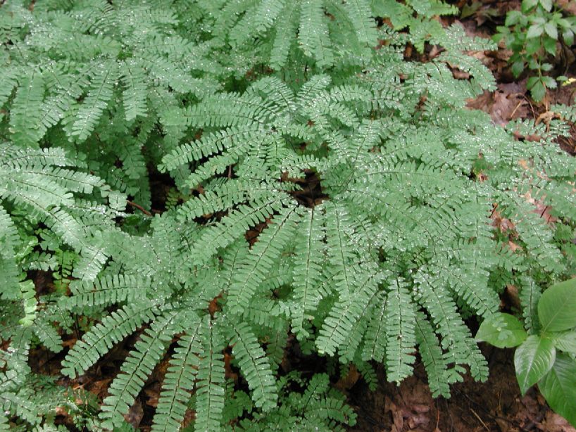 Pteridaceae Adiantum pedatum