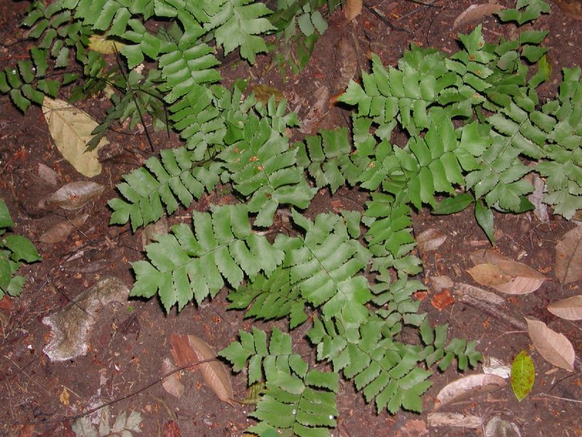 Pteridaceae Adiantum trapeziforme