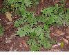 image of Adiantum trapeziforme