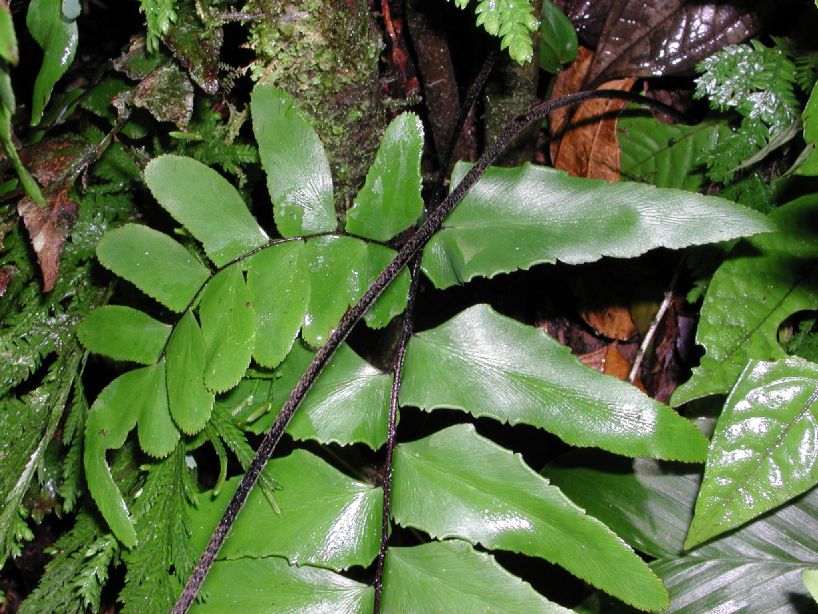 Pteridaceae Adiantum variopinnatum