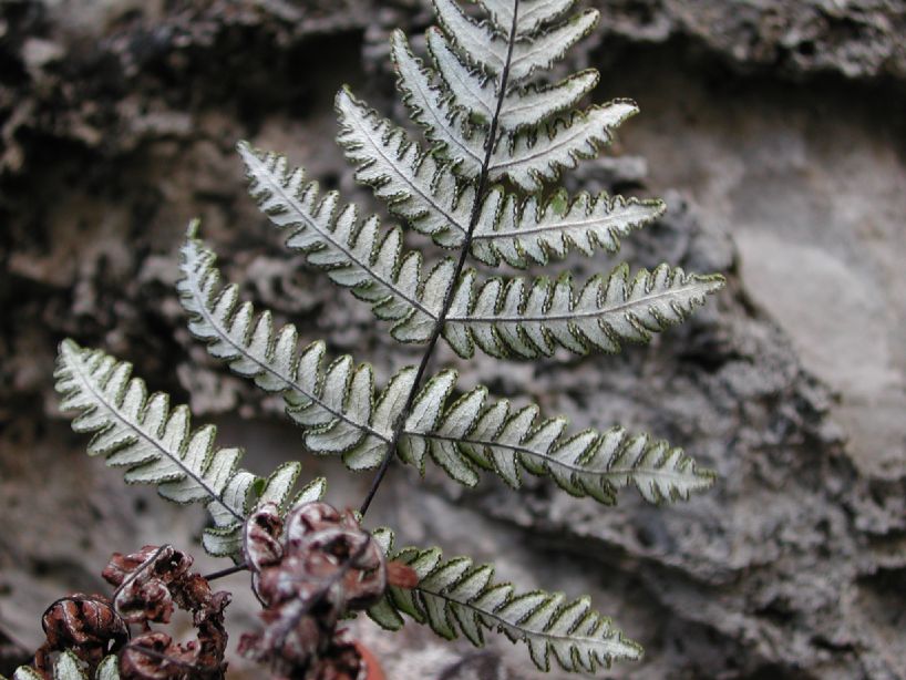 Adiantaceae Aleuritopteris farinosa