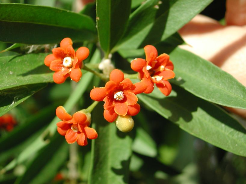 Primulaceae Jacquinia 