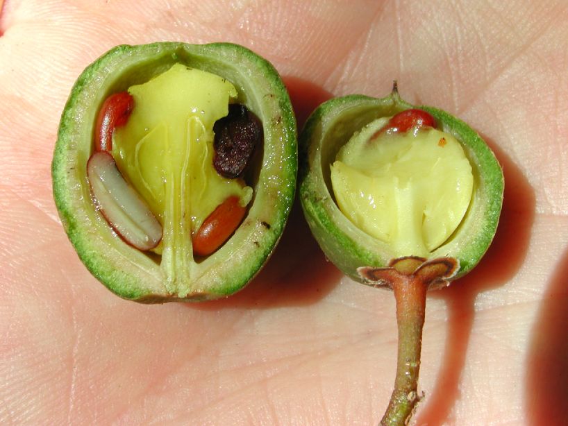 Primulaceae Jacquinia 