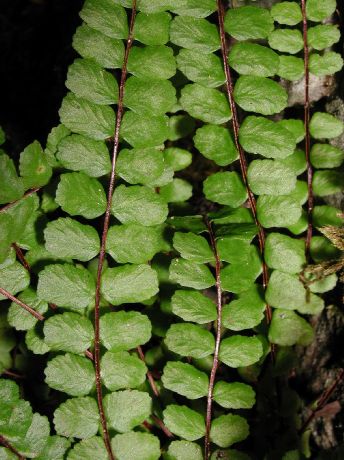 Aspleniaceae Asplenium trichomanes