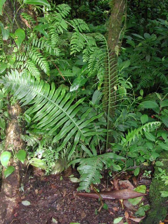 Blechnaceae Austroblechnum divergens