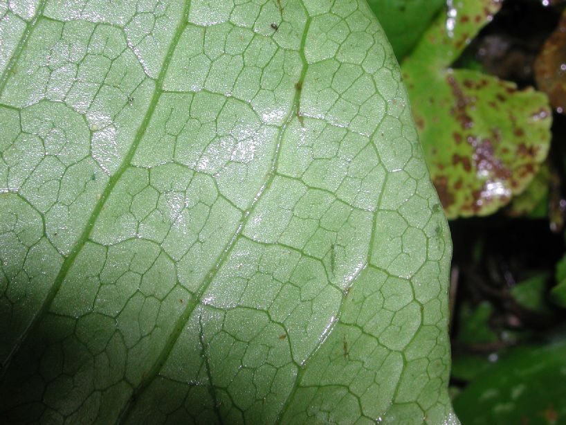 Lomariopsidaceae Mickelia oligarchica