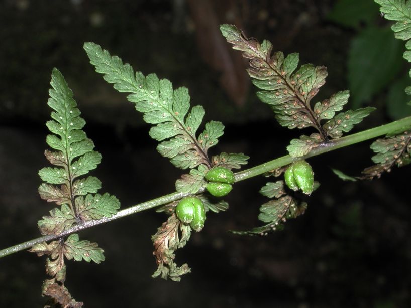 Cystopteridaceae Cystopteris bulbifera