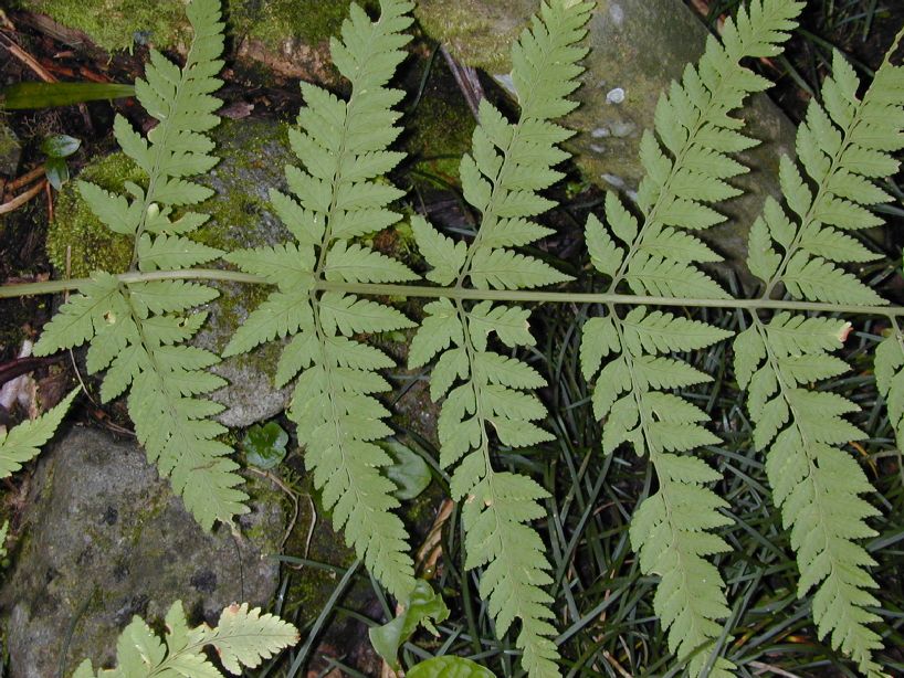 Dryopteridaceae Dryopteris patula